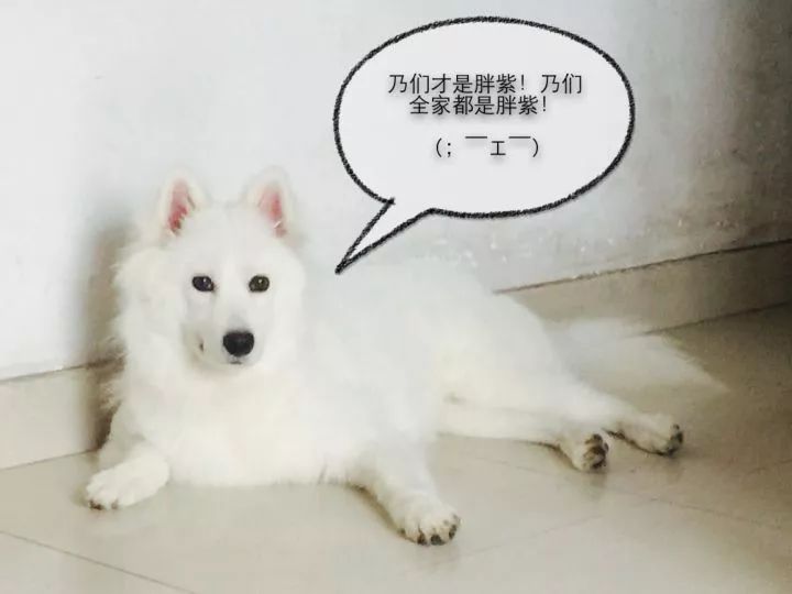 萨摩耶每天吃很多但是不长肉,幼犬萨摩耶不长肉怎么回事