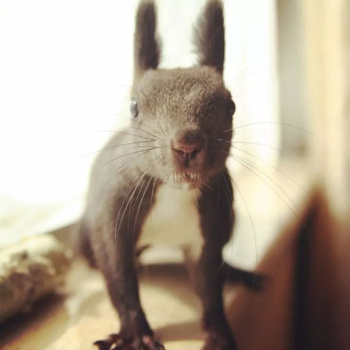 买了一只成年魔王松鼠,买了魔王松鼠