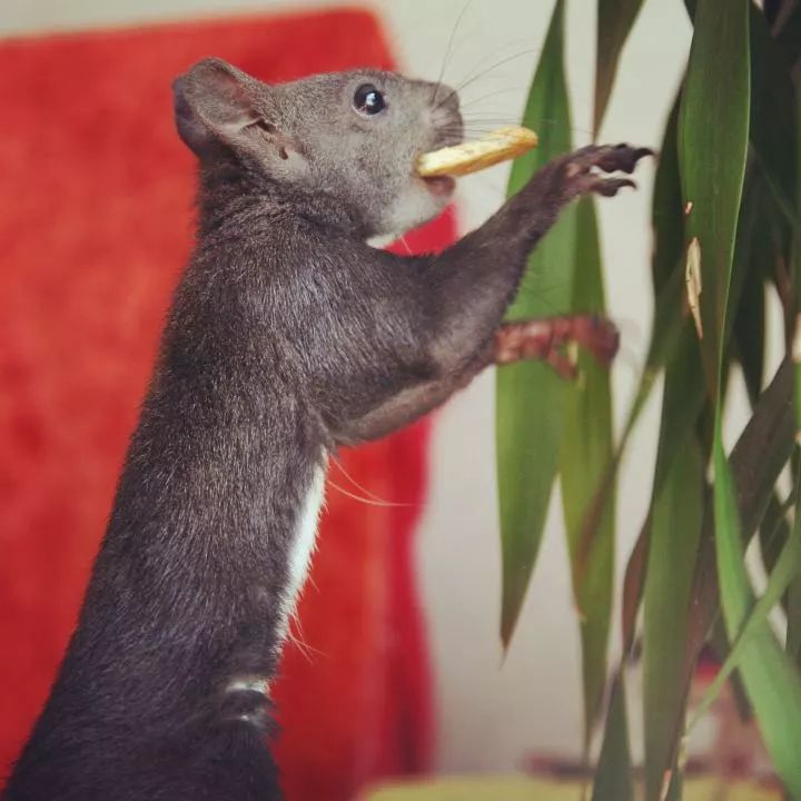 买了一只成年魔王松鼠,买了魔王松鼠