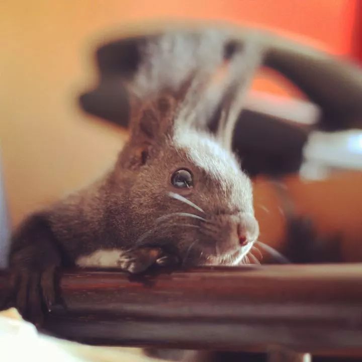 买了一只成年魔王松鼠,买了魔王松鼠