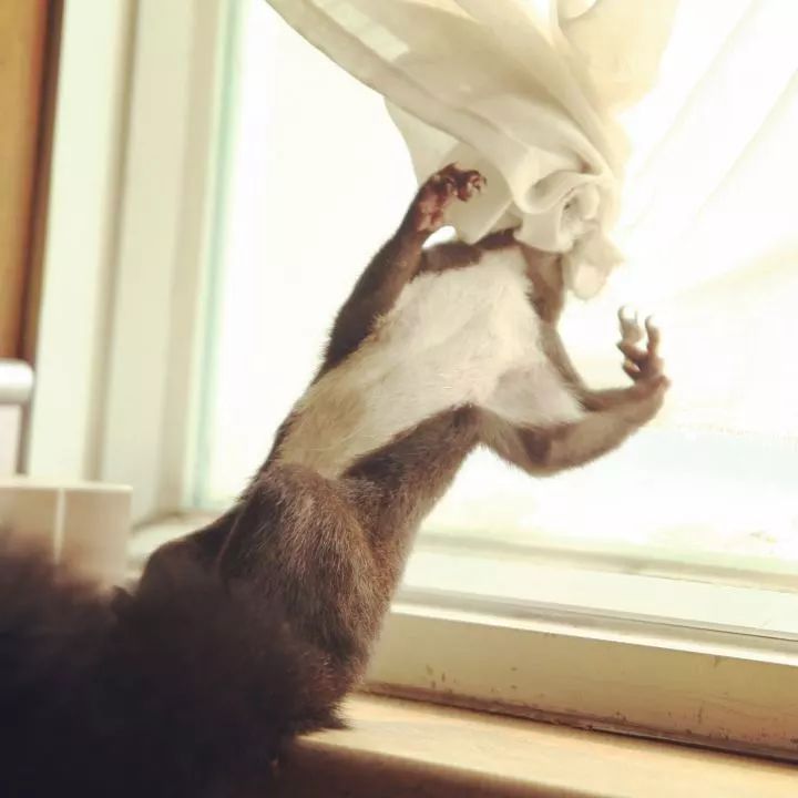 买了一只成年魔王松鼠,买了魔王松鼠