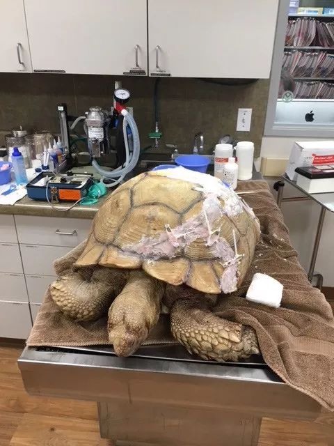 乌龟从5楼摔下龟壳破裂吐血,乌龟摔下楼壳出血裂壳用什么药