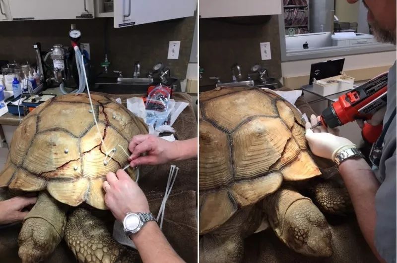 乌龟从5楼摔下龟壳破裂吐血,乌龟摔下楼壳出血裂壳用什么药