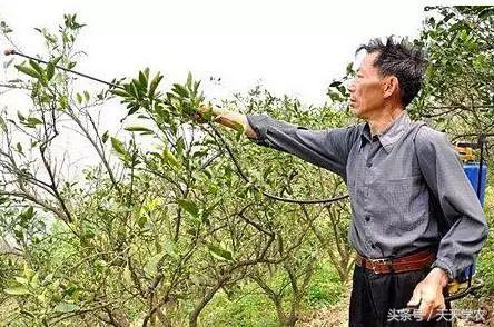 百草枯除草有什么危害,百草枯除草几天没有危害了