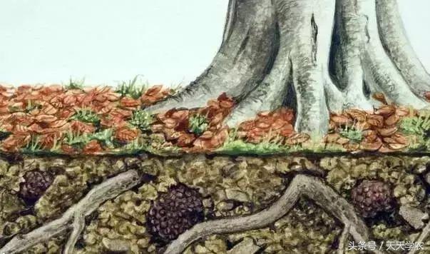 百草枯除草有什么危害,百草枯除草几天没有危害了