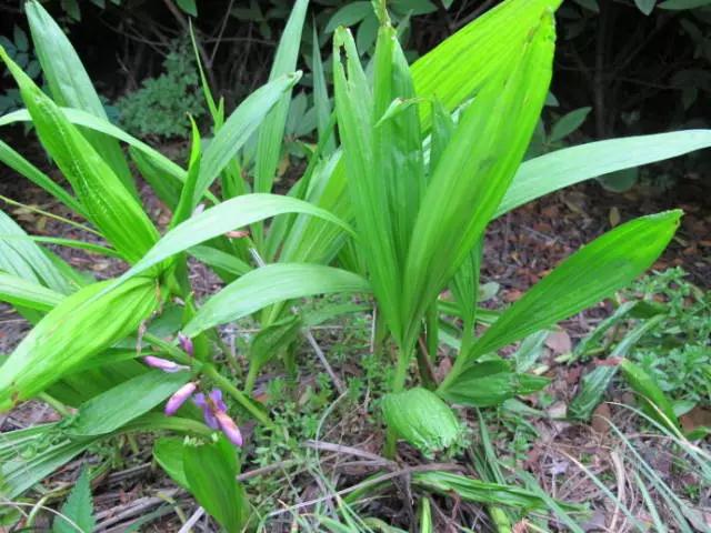 白芨种植技术及市场前景,白芨种植技术和栽培要点是什么