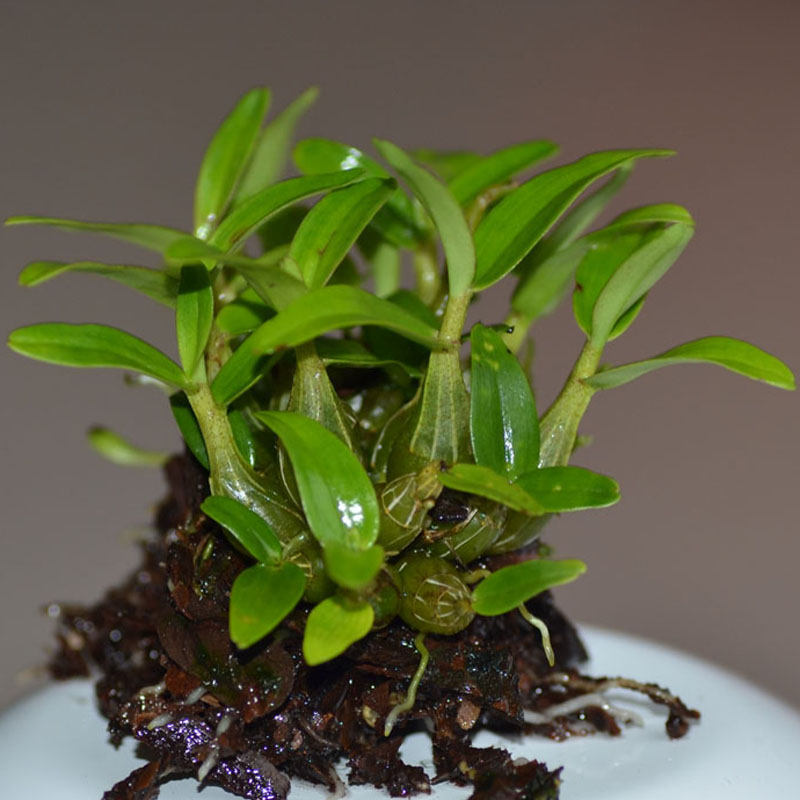 霍山石斛栽培技术视频,霍山石斛林下仿野生栽培技术规程