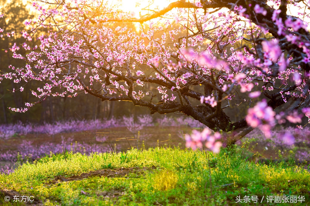适合儿童朗诵的春天优美诗句,朗诵春天的诗句视频