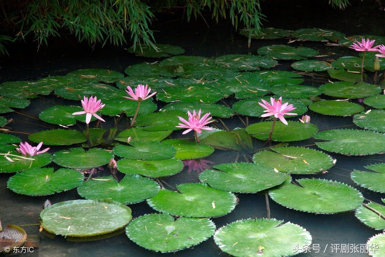 适合儿童朗诵的春天优美诗句,朗诵春天的诗句视频