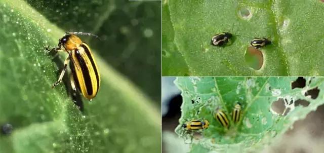 瓜菜病虫害大全!用药防治并不难!看图对照,你能认识多少?