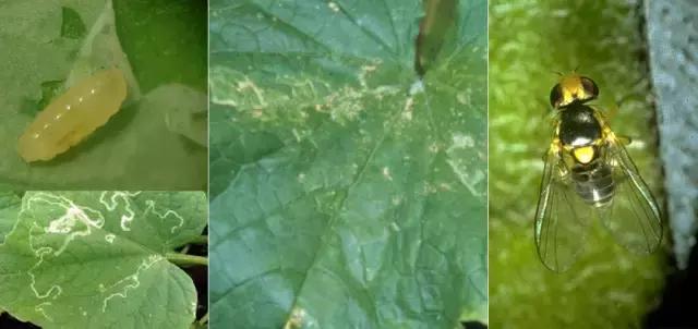 瓜菜病虫害大全!用药防治并不难!看图对照,你能认识多少?