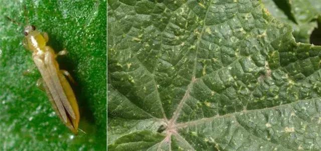 瓜菜病虫害大全!用药防治并不难!看图对照,你能认识多少?