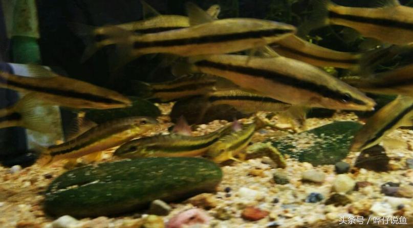 最后悔养的10种观赏鱼,最受欢迎的十种原生观赏鱼有哪些