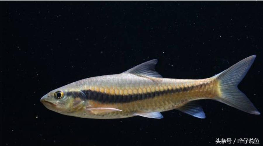 最后悔养的10种观赏鱼,最受欢迎的十种原生观赏鱼有哪些