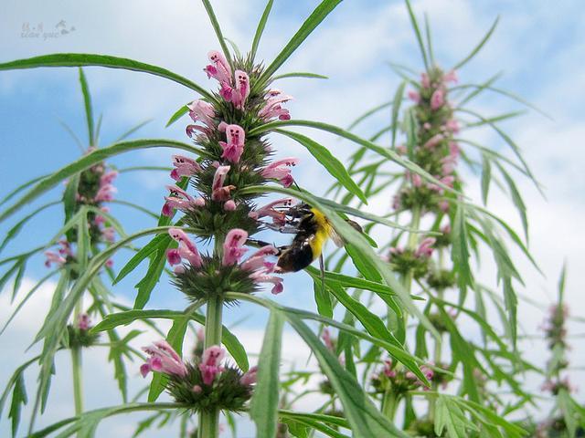 女人经期量少怎么调理吃什么药,月经量少怎么食补调理最有效