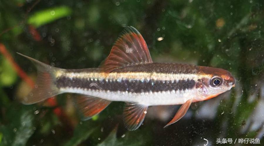 十五种常见不同的观赏鱼,十大凶猛观赏鱼哪个比较好养