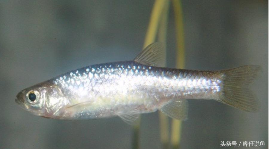 十五种常见不同的观赏鱼,十大凶猛观赏鱼哪个比较好养