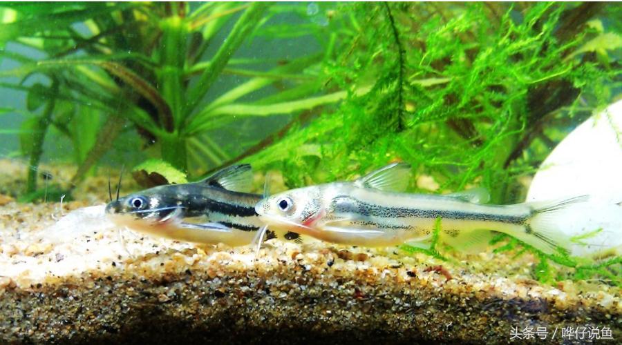 十五种常见不同的观赏鱼,十大凶猛观赏鱼哪个比较好养