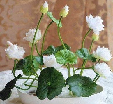 种植碗莲的方法与技巧,碗莲的种植方法和养护过程