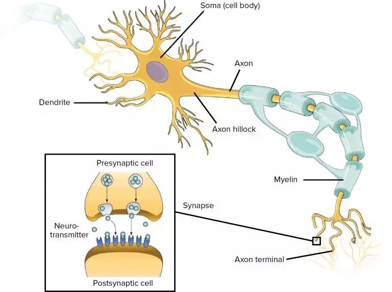 深度神经网络学习,简述人工神经网络的生物学基础