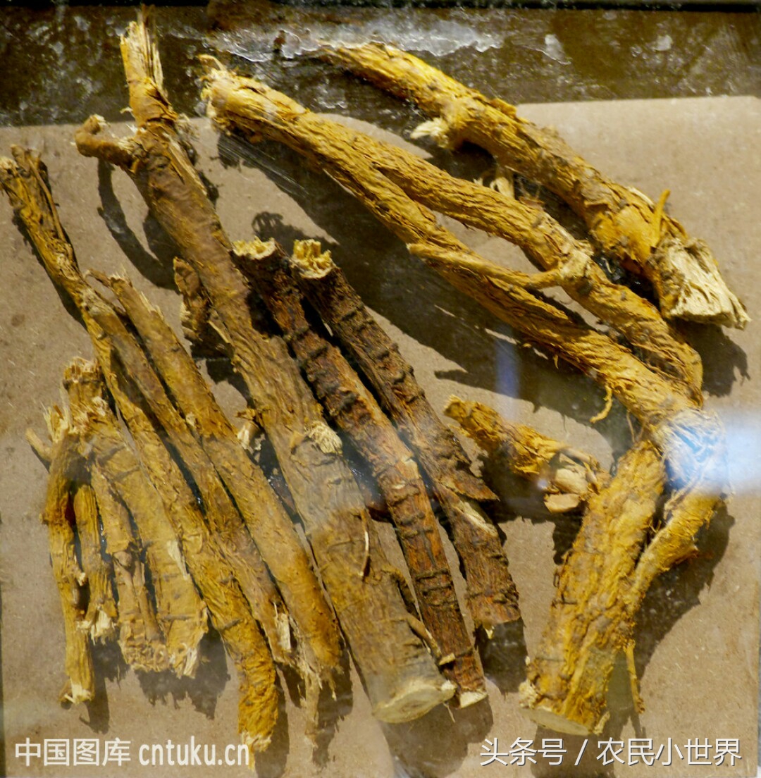 农村种植药材最赚钱,北方最赚钱的药材有哪些