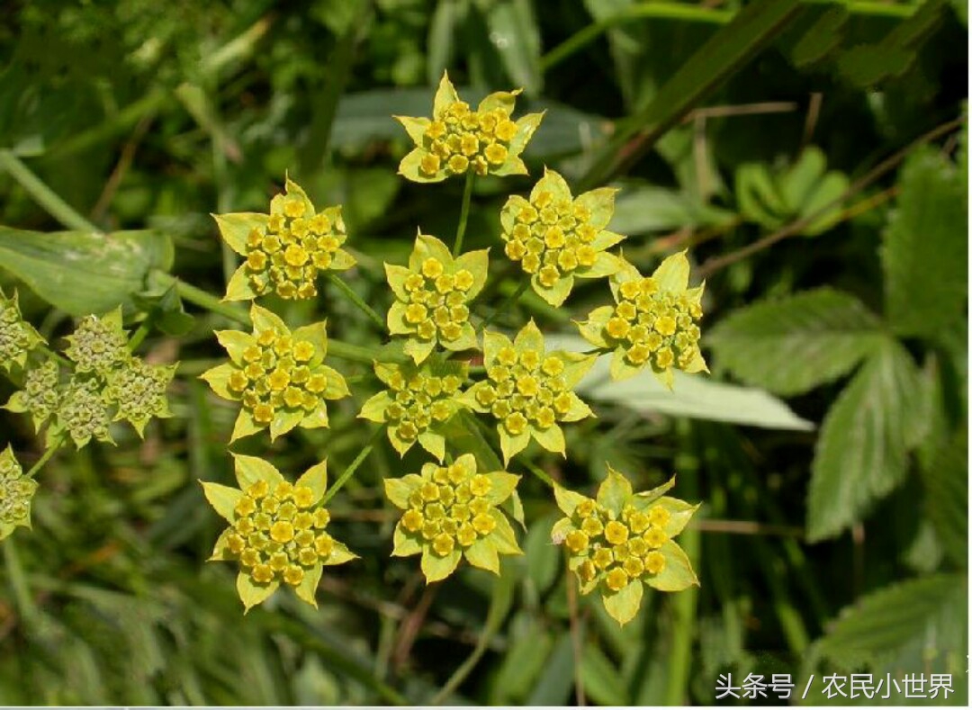 农村种植药材最赚钱,北方最赚钱的药材有哪些