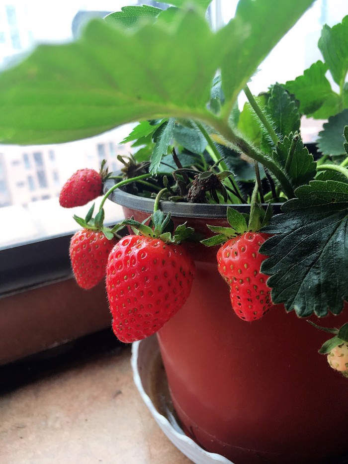 家里种的草莓有蚜虫怎么治,草莓花蕾上有蚜虫怎么办