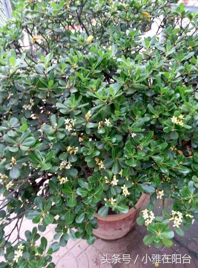 驱蚊子最有效的植物花草,能驱蚊的植物有哪些