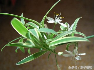 金边吊兰叶子冻蔫了还能缓过来吗,金边吊兰换盆后叶子蔫了怎么办