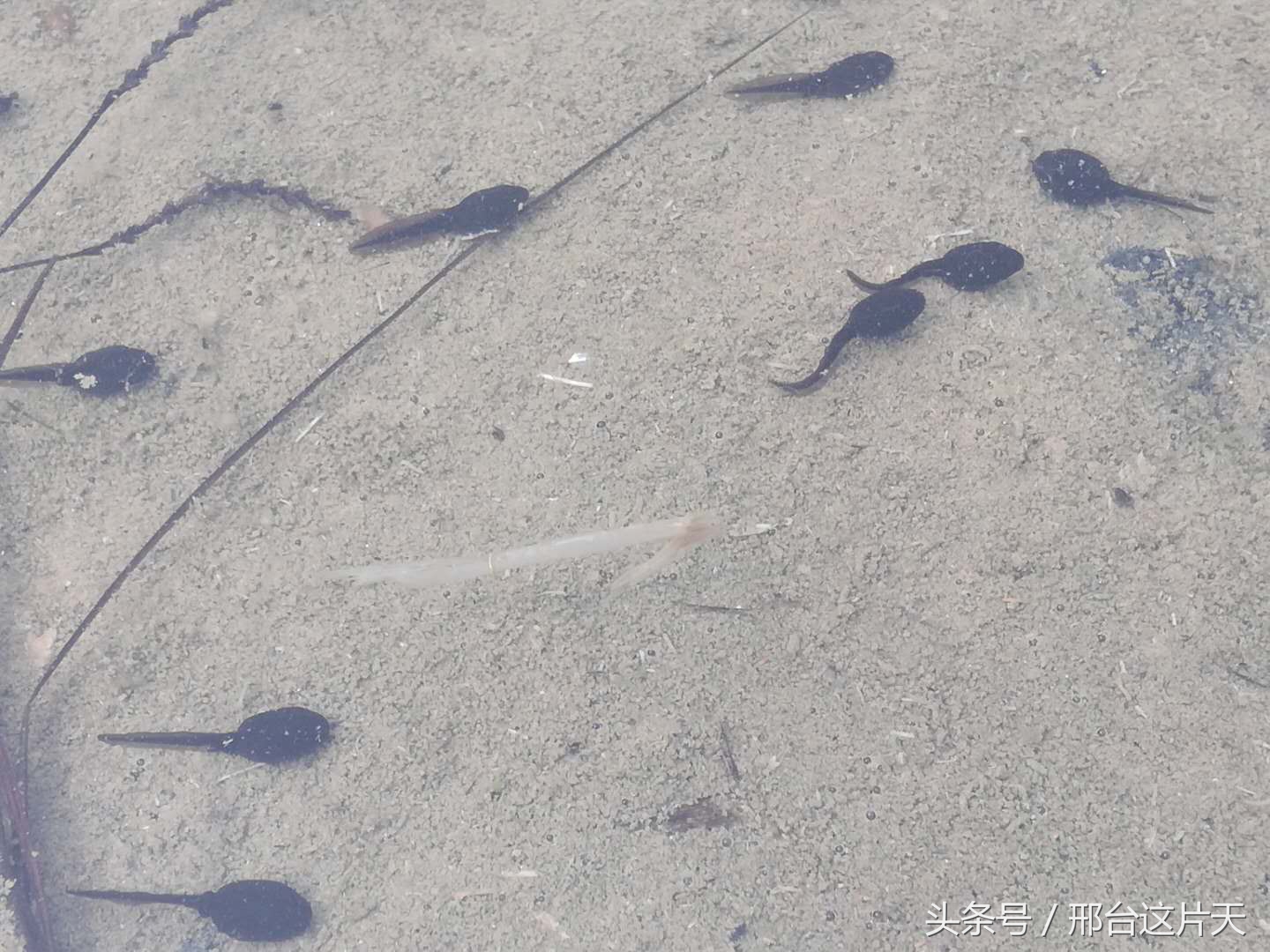 小蝌蚪找妈妈荷花池图片,小蝌蚪找妈妈动物乐园