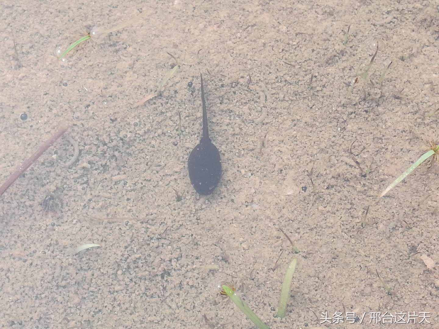 小蝌蚪找妈妈荷花池图片,小蝌蚪找妈妈动物乐园