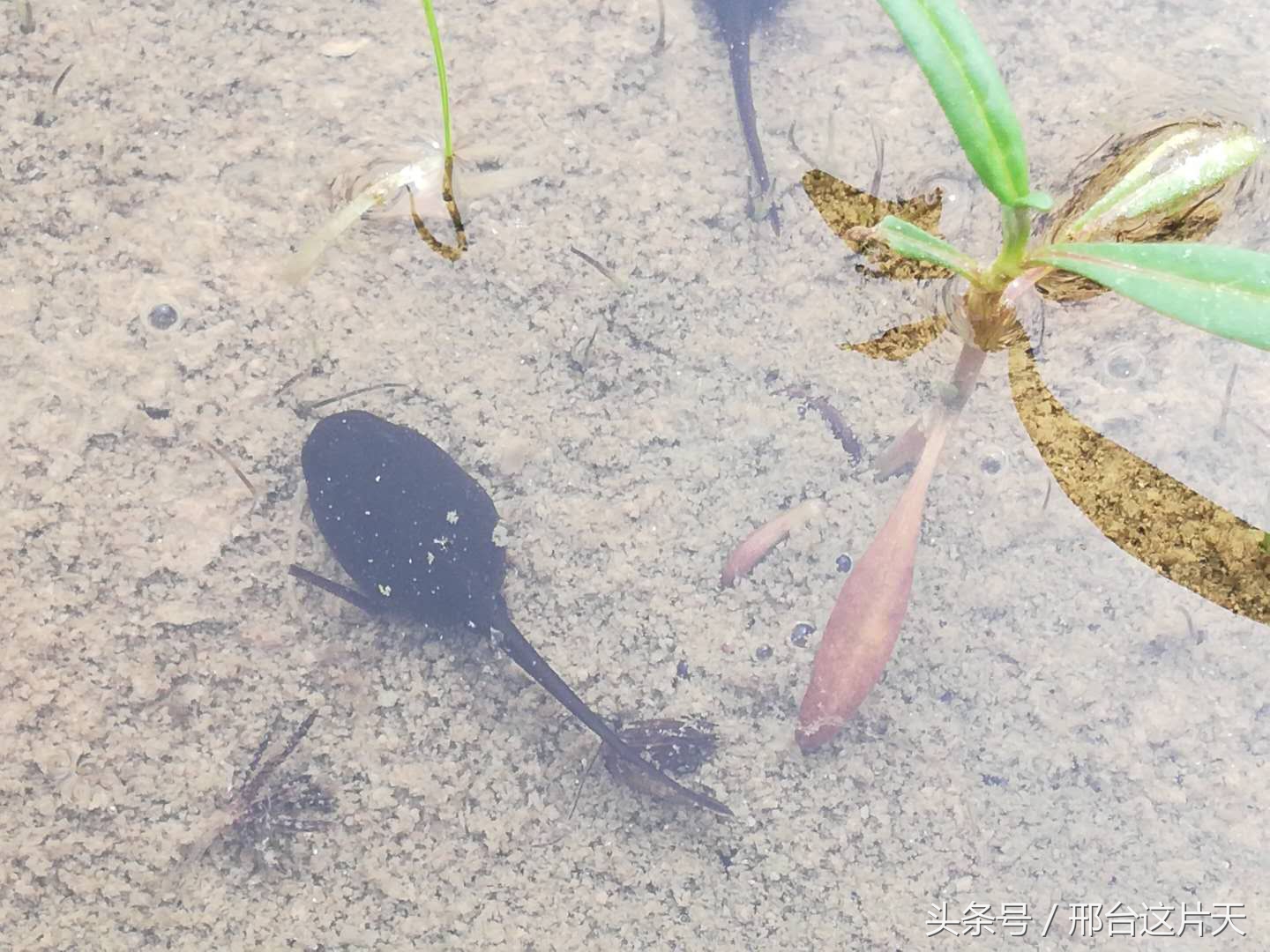 小蝌蚪找妈妈荷花池图片,小蝌蚪找妈妈动物乐园