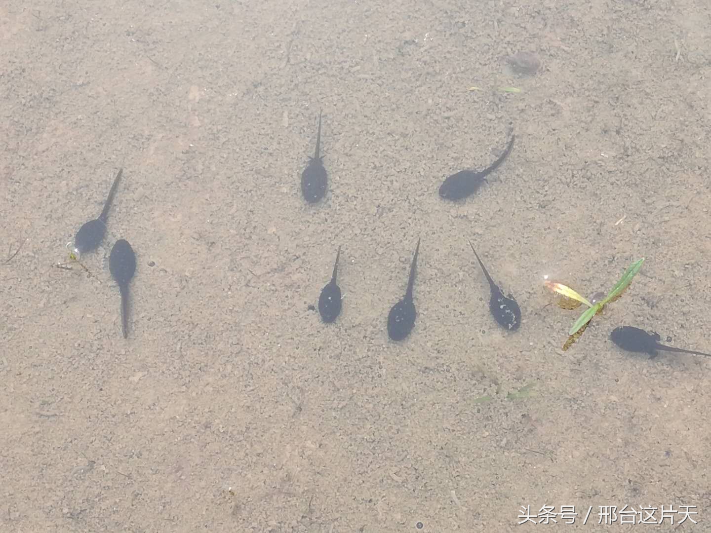 小蝌蚪找妈妈荷花池图片,小蝌蚪找妈妈动物乐园