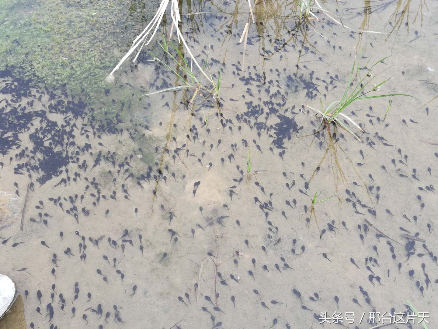 小蝌蚪找妈妈荷花池图片,小蝌蚪找妈妈动物乐园