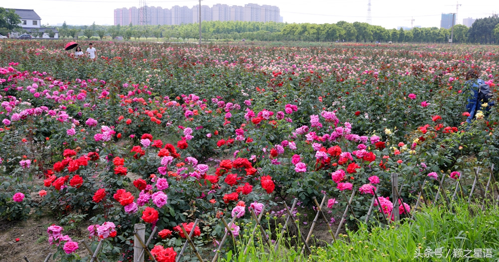 城市奇遇有哪些,城市奇遇任务