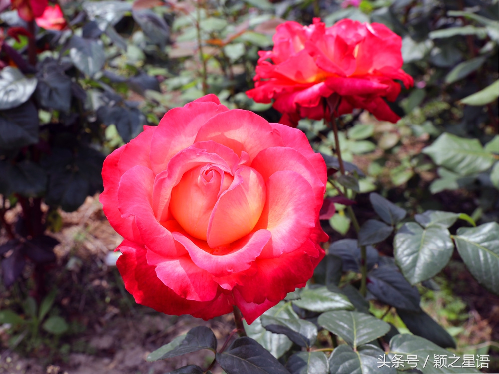 城市奇遇有哪些,城市奇遇任务