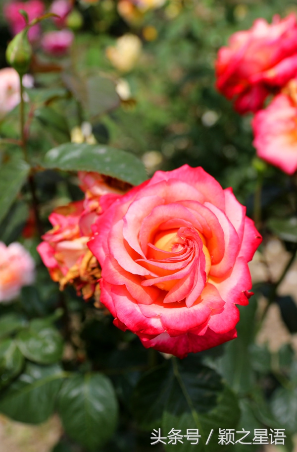 城市奇遇有哪些,城市奇遇任务