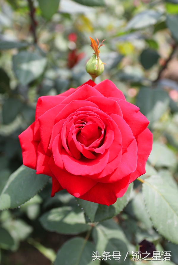 城市奇遇有哪些,城市奇遇任务