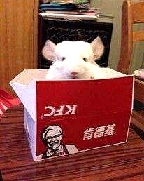 龙猫领养有什么要注意的,怎样领养龙猫