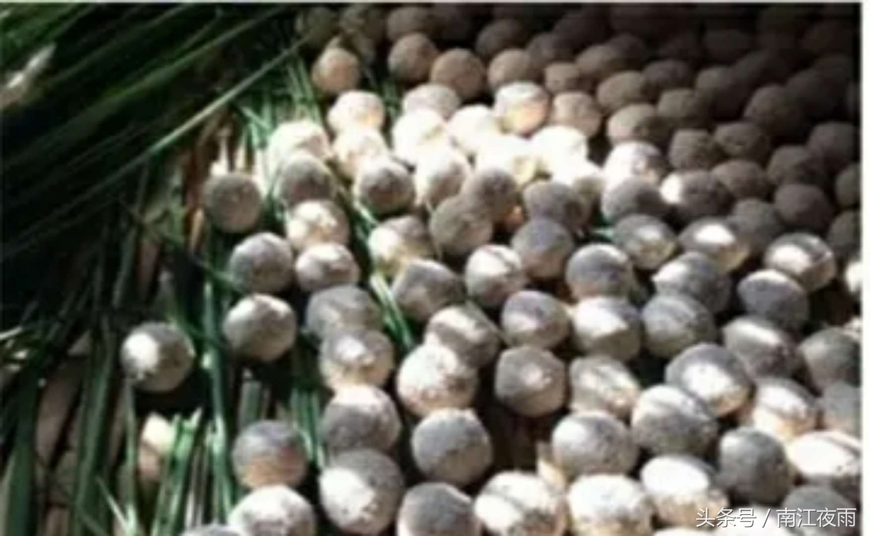 湖南永州正宗米酒,湖南茅台米酒