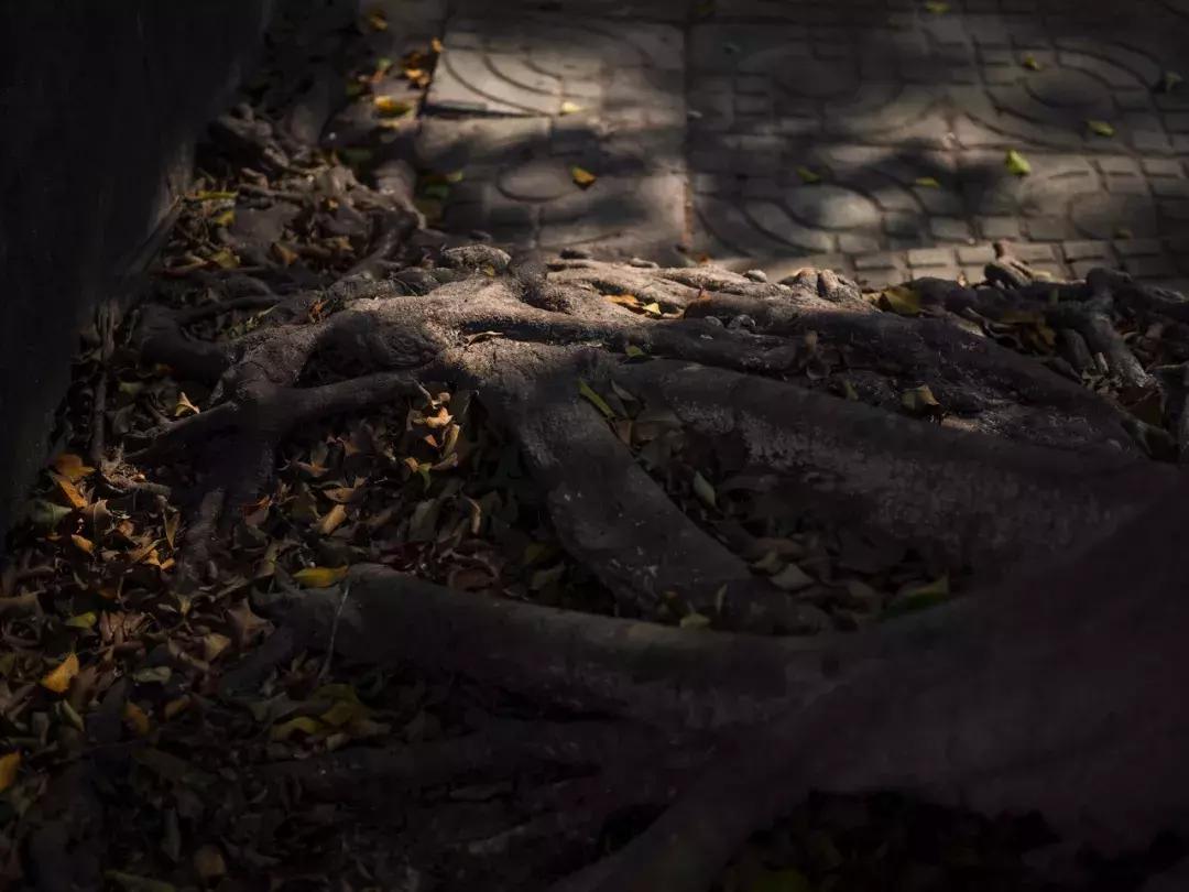 奥林巴斯e-pl9拍摄视频,奥林巴斯e-pl7镜头