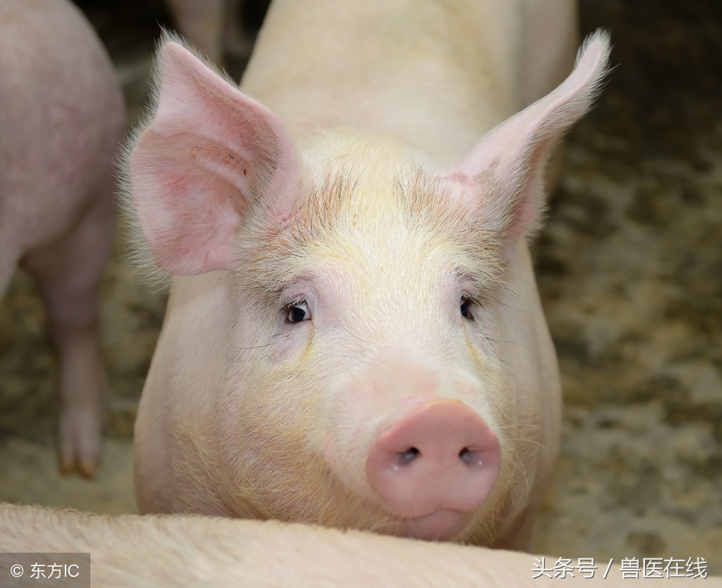 猪场老场长对于母猪产后不食的几点建议！太实在了！