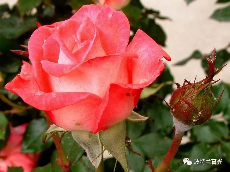 波特兰餐厅推荐,美国波特兰餐厅