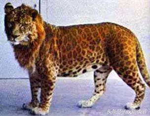 龙生九子的图片及意义,为什么说龙生九子