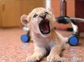 龙生九子的图片及意义,为什么说龙生九子