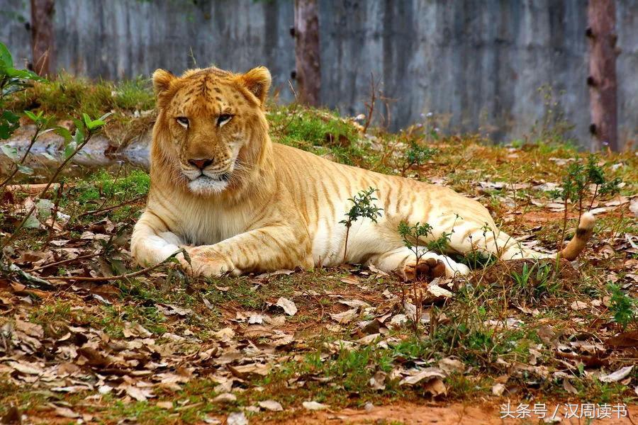 龙生九子的图片及意义,为什么说龙生九子