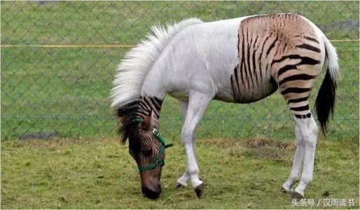 龙生九子的图片及意义,为什么说龙生九子