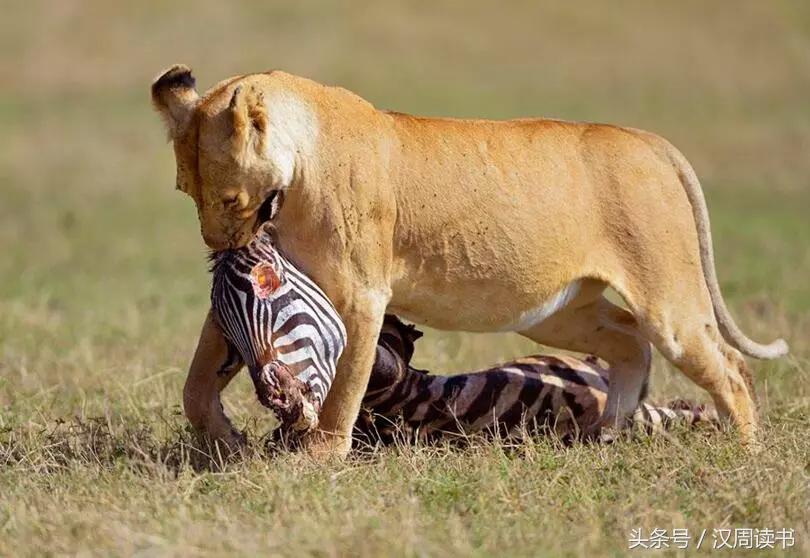 龙生九子的图片及意义,为什么说龙生九子