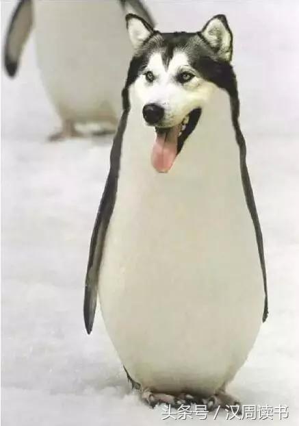 龙生九子的图片及意义,为什么说龙生九子