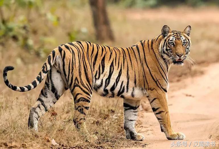 龙生九子的图片及意义,为什么说龙生九子